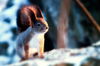 Картинка животные белки зима зверек