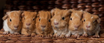 Картинка животные морские свинки хомяки малыши