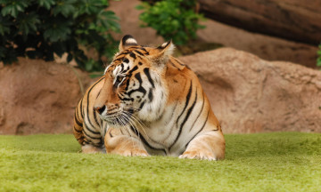 Картинка животные тигры тигр