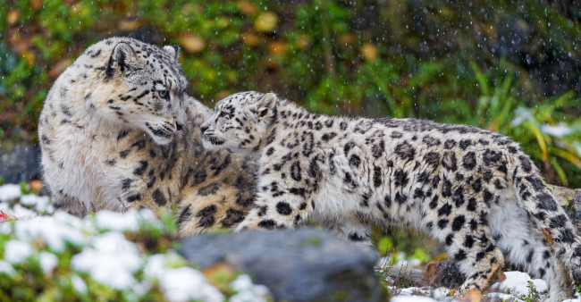 Обои картинки фото животные, снежный, барс, ирбис, материнство, детёныш