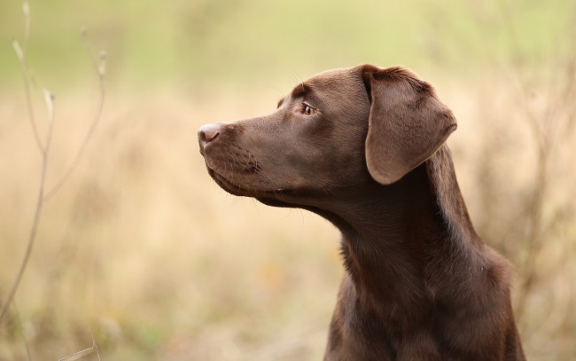 Обои картинки фото животные, собаки, собака, взгляд