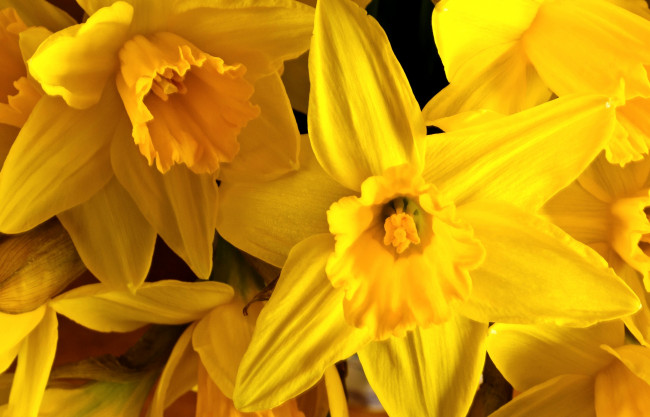 Обои картинки фото цветы, нарциссы, желтый