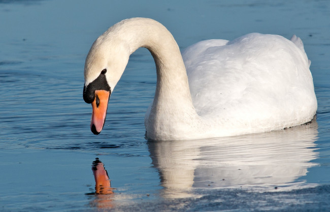 Обои картинки фото животные, лебеди, шипун, белый