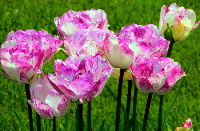 Обои картинки фото цветы, тюльпаны, пестрый