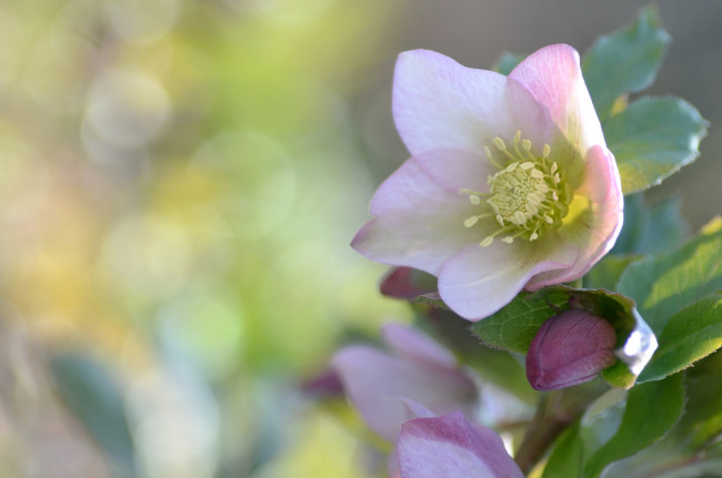 Обои картинки фото морозника, цветы, геллеборус, морозник, нежность