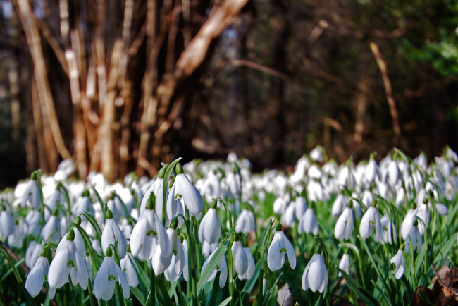Обои картинки фото цветы, подснежники, белоцветник, весна, белый, много
