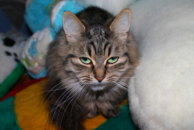 Обои картинки фото кот, животные, коты, cat