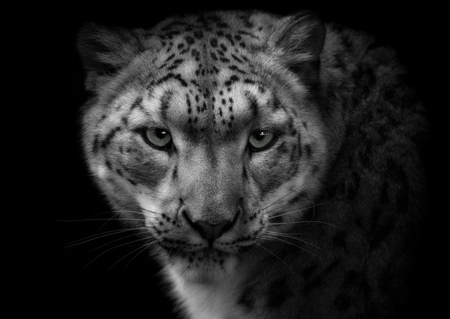 Обои картинки фото животные, снежный, барс, ирбис, портрет