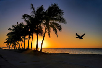 Картинка природа восходы закаты свет солнце горизонт пальмы тропики пляж океан