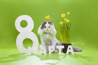 Картинка праздничные международный+женский+день+-+8+марта бабочка 8 марта кот пушистый жилетка цветы нарциссы