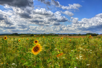 Картинка природа поля подсолнухи германия