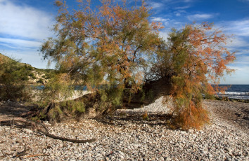 Картинка природа деревья дерево облака пляж горизонт океан