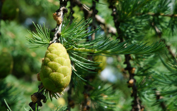 Картинка природа шишки +жёлуди +каштаны смола иголки зелень ель