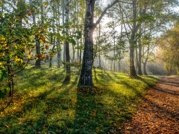 Обои картинки фото природа, лес, березы