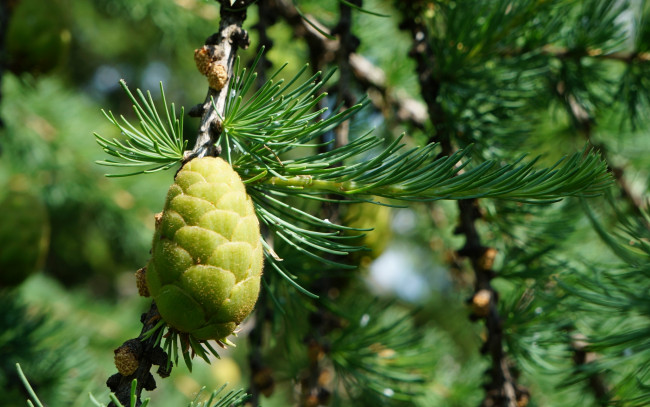 Обои картинки фото природа, шишки,  жёлуди,  каштаны, смола, иголки, зелень, ель