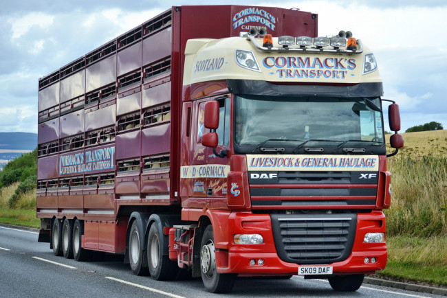 Обои картинки фото daf xf, автомобили, daf , выставка, улица, daf, trucks, nv, шасси, автобусы, седельные, тягачи, нидерланды