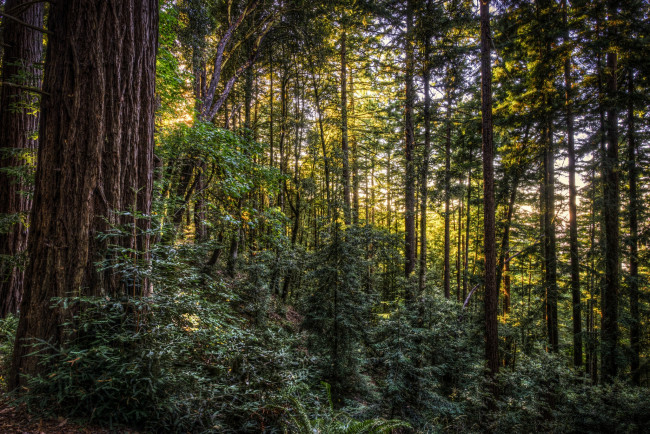 Обои картинки фото природа, лес, кустарник, сосновый