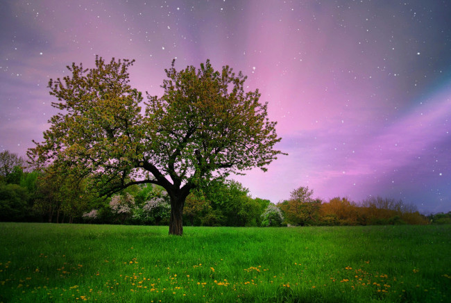Обои картинки фото природа, деревья, поле, дерево, сияние