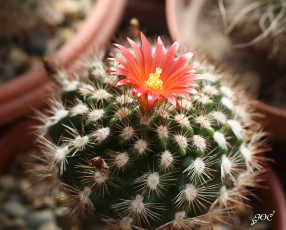 Картинка цветы кактусы колючки красота кактус