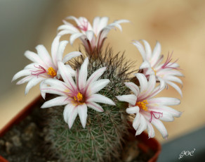 Картинка цветы кактусы кактус колючки красота