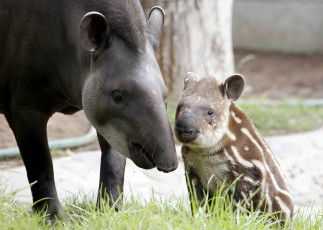 Картинка тапиры животные мама и малыш