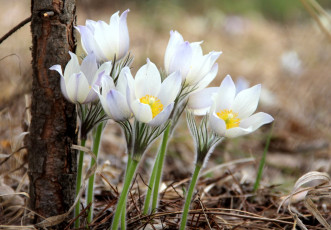 Картинка цветы анемоны +сон-трава нежность сон-трава весна