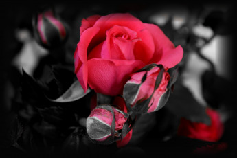 Картинка цветы розы лепестки blossoms роза бутон leaves petals bud rose цветение листья