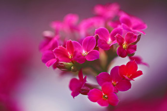 Картинка цветы цвет яркие красота фон макро