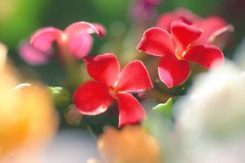 Картинка цветы красота цветение макро