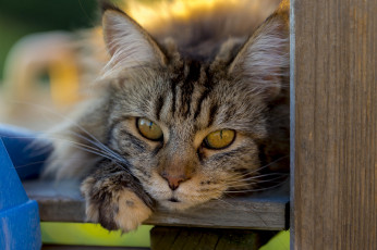 Картинка животные коты портрет ушки усы взгляд коте киса