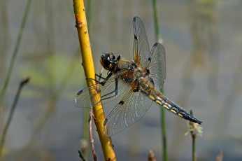 Картинка животные стрекозы крылья стрекоза