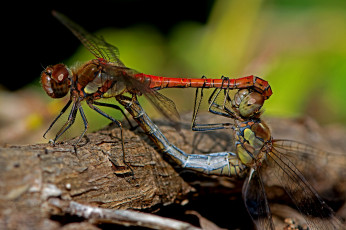 Картинка животные стрекозы крылья стрекоза