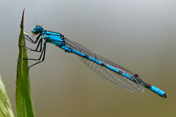 Картинка животные стрекозы крылья стрекоза
