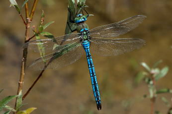 Картинка животные стрекозы крылья стрекоза
