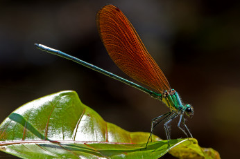 Картинка животные стрекозы стрекоза крылья