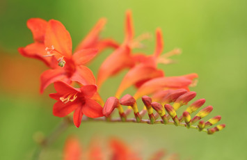 Картинка цветы лилии +лилейники фон