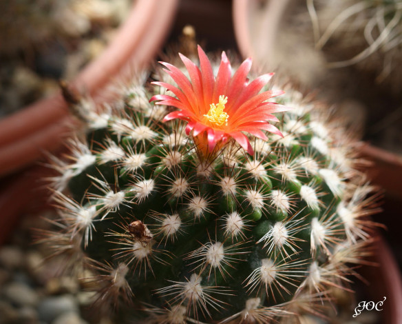 Обои картинки фото цветы, кактусы, колючки, красота, кактус