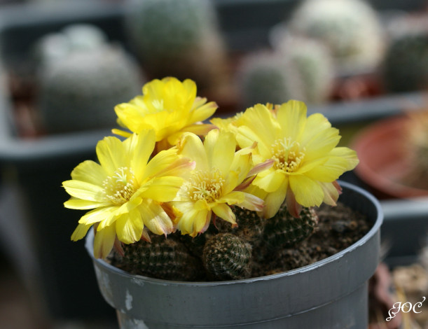 Обои картинки фото цветы, кактусы, колючки, красота, кактус