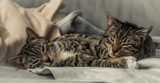 Обои картинки фото животные, коты, парочка, котята