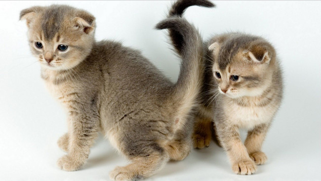 Обои картинки фото животные, коты, пара, малыши, котята