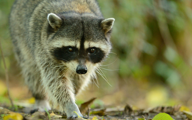 Обои картинки фото животные, еноты, морда, ушки, взгляд, енот