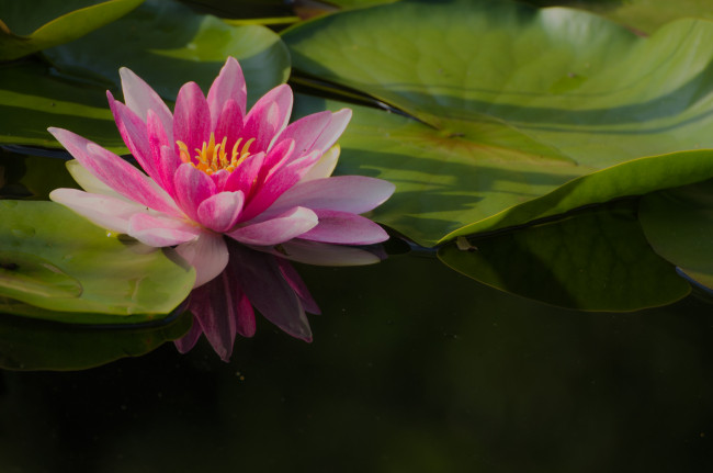 Обои картинки фото цветы, лотосы, цветение, цветок, листья, лепестки, лотос