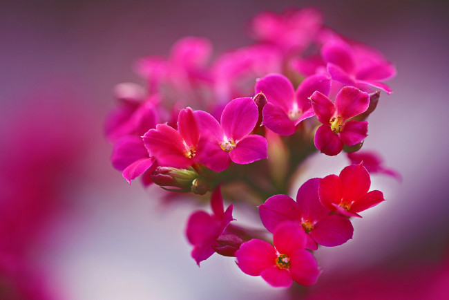 Обои картинки фото цветы, цвет, яркие, красота, фон, макро