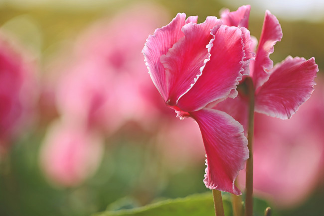 Обои картинки фото цветы, фон, макро