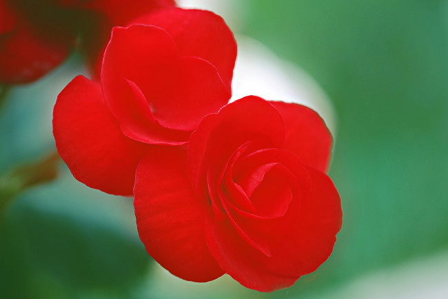 Обои картинки фото цветы, камелии, красные, макро, яркие