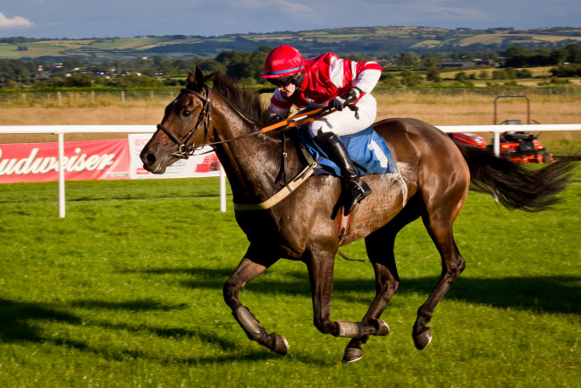 Обои картинки фото спорт, конный спорт, ипподром, скачки, жокей, лошадь