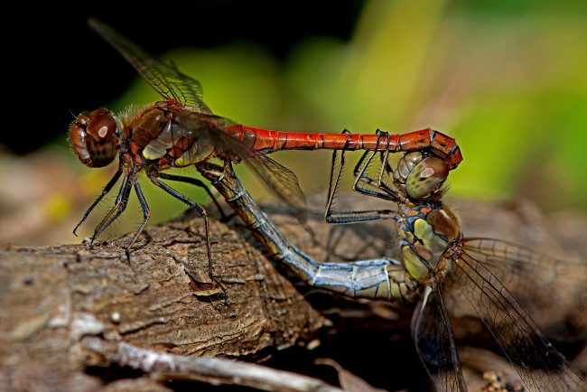 Обои картинки фото животные, стрекозы, крылья, стрекоза