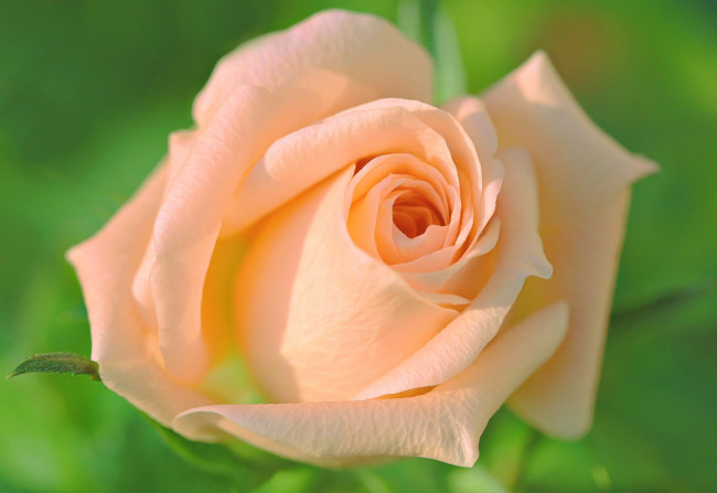 Обои картинки фото цветы, розы, роза, фон