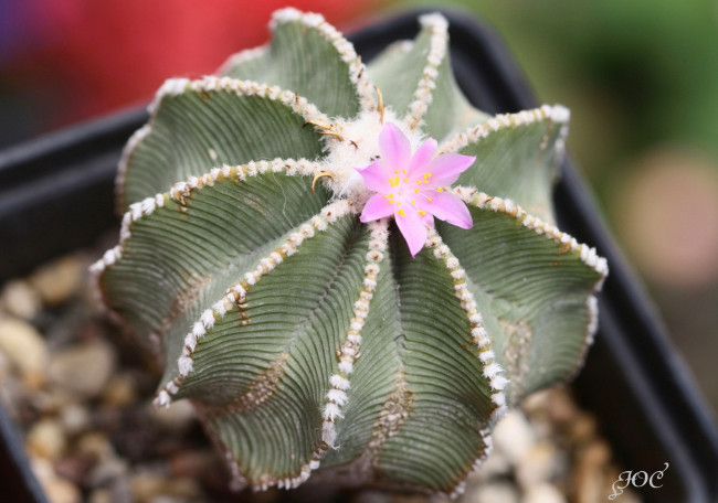 Обои картинки фото цветы, кактусы, кактус, колючки, красота