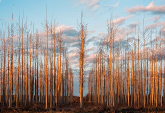 Картинка природа лес деревья